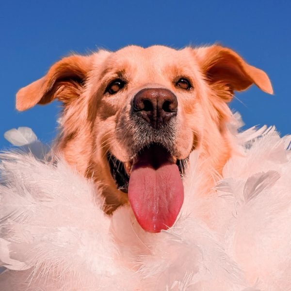 white-and-brown-short-coated-dog-3489061